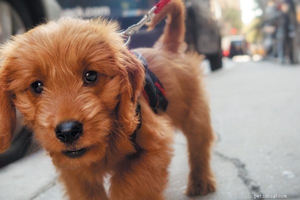 Guide to Socializing Your Puppy for a Happy, Well-Adjusted Life