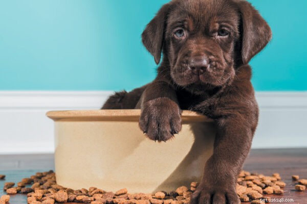 Your Puppy’s First Vet Visit: A Comprehensive Success Guide