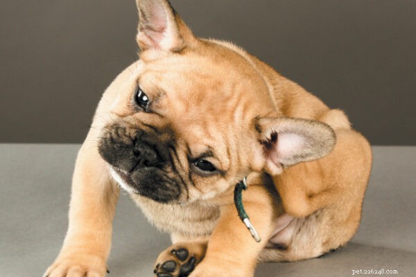 Top Puppy Health Risks: 5 Conditions You Must Watch For