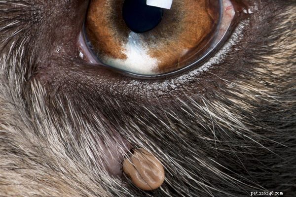 Top Puppy Health Risks: 5 Conditions You Must Watch For