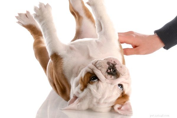 Essential Puppy Feeding Guide: Do’s & Don’ts for Healthy Growth