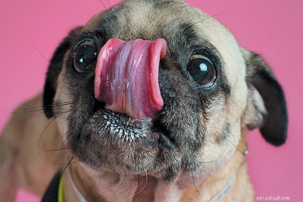 Essential Puppy Feeding Guide: Do’s & Don’ts for Healthy Growth