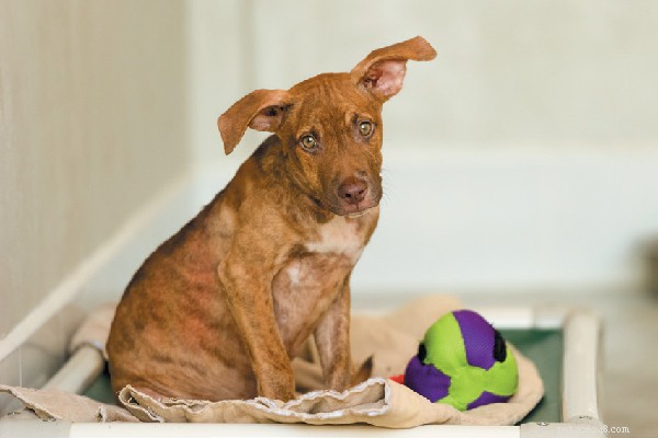 How to Correct Toy Guarding in Puppies: A Practical Guide
