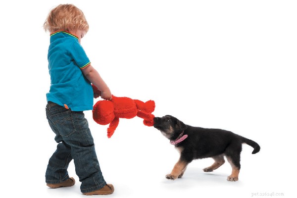 How to Correct Toy Guarding in Puppies: A Practical Guide