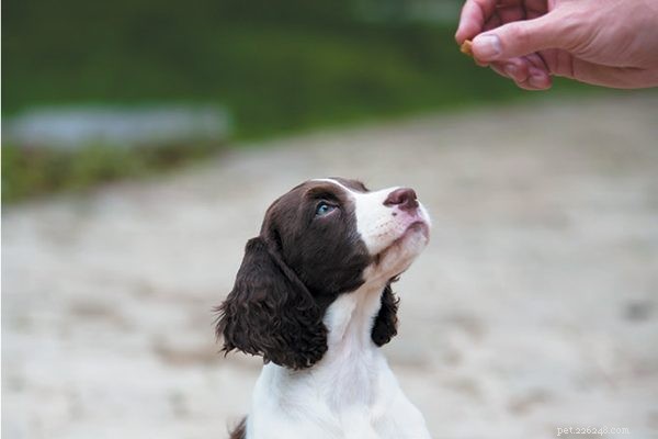 Can Your Puppy Really Overcome Bad Behaviors? A Guide to Early Training