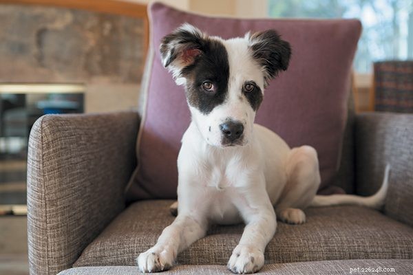 Can Your Puppy Really Overcome Bad Behaviors? A Guide to Early Training