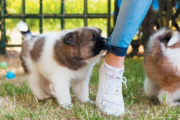 Can Your Puppy Really Overcome Bad Behaviors? A Guide to Early Training
