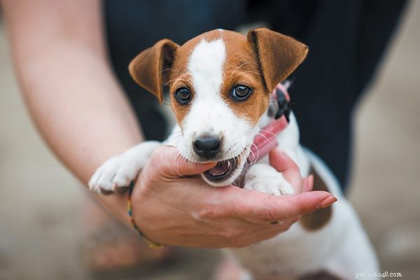 Top 5 Puppy Behavior Issues & Proven Solutions