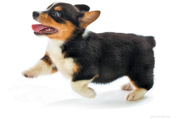 Top 5 Puppy Behavior Issues & Proven Solutions