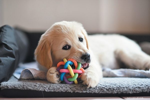 Top 5 Puppy Behavior Issues & Proven Solutions
