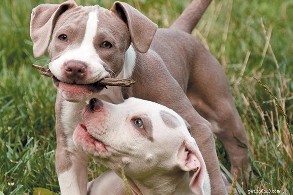Key Puppy‑Home Tips Every New Owner Should Know
