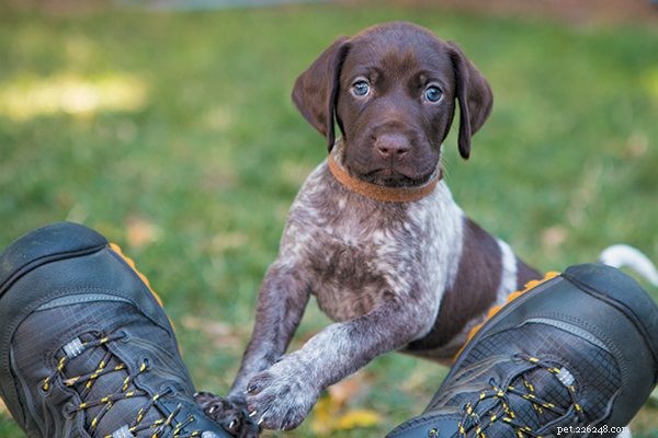 Ready for a Puppy? Use Our Expert Checklist