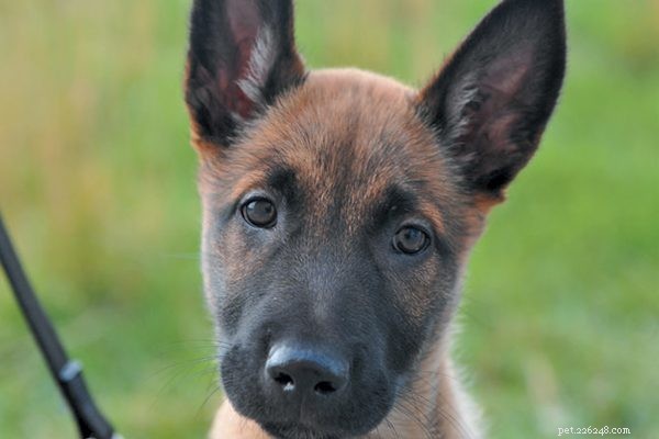 Key Puppy‑Home Tips Every New Owner Should Know