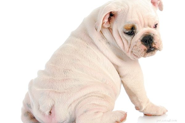 Key Puppy‑Home Tips Every New Owner Should Know