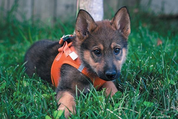 Ready for a Puppy? Use Our Expert Checklist