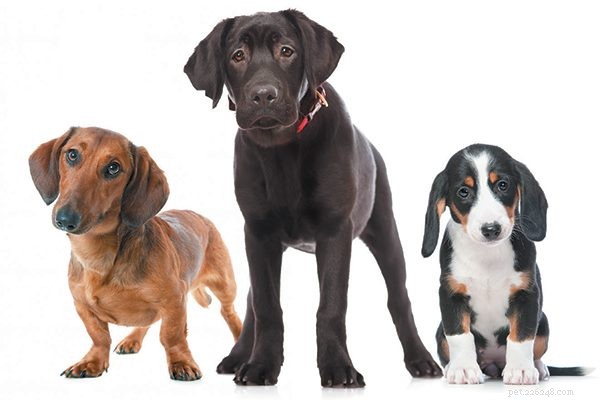 Ready for a Puppy? Use Our Expert Checklist