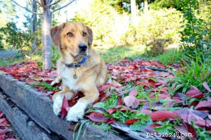 Loki s Separation Anxiety: Coping Strategies When JT Leaves