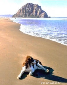 Heatstroke in Dogs and Cats: How to Spot Symptoms and Protect Your Pets