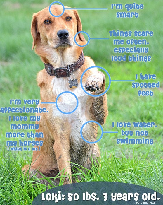 Uncover Your Dog’s Breed Mix: A Trusted DNA Guide