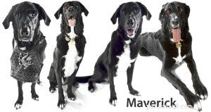 Uncover Your Dog’s Breed Mix: A Trusted DNA Guide