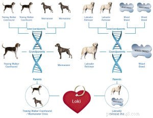 Uncover Your Dog’s Breed Mix: A Trusted DNA Guide