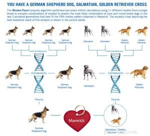 Uncover Your Dog’s Breed Mix: A Trusted DNA Guide