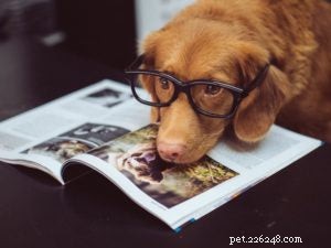 Celebrate National If Pets Had Thumbs Day with Fun & Creative Pet Activities