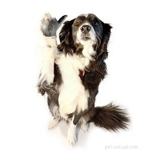 Celebrate National If Pets Had Thumbs Day with Fun & Creative Pet Activities