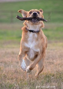 Decode Your Dog’s Body Language: What It’s Really Trying to Tell You