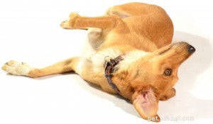 Decode Your Dog’s Body Language: What It’s Really Trying to Tell You