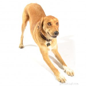 Decode Your Dog’s Body Language: What It’s Really Trying to Tell You