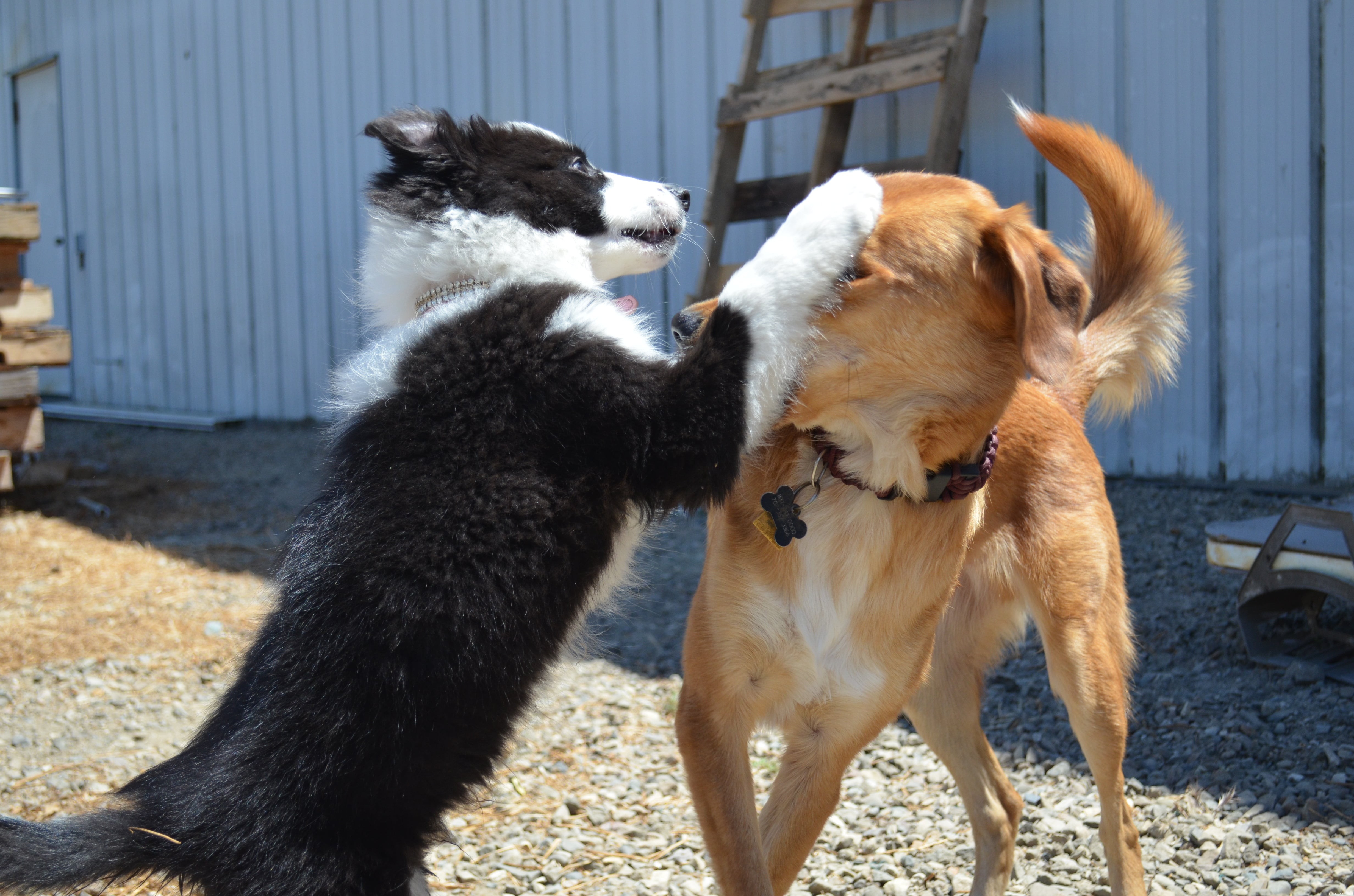 Decode Your Dog’s Body Language: What It’s Really Trying to Tell You