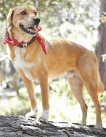 The Facts About Spaying and Neutering: Health, Behavior, and Overpopulation