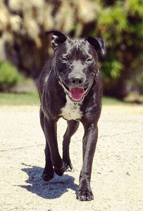 The Facts About Spaying and Neutering: Health, Behavior, and Overpopulation