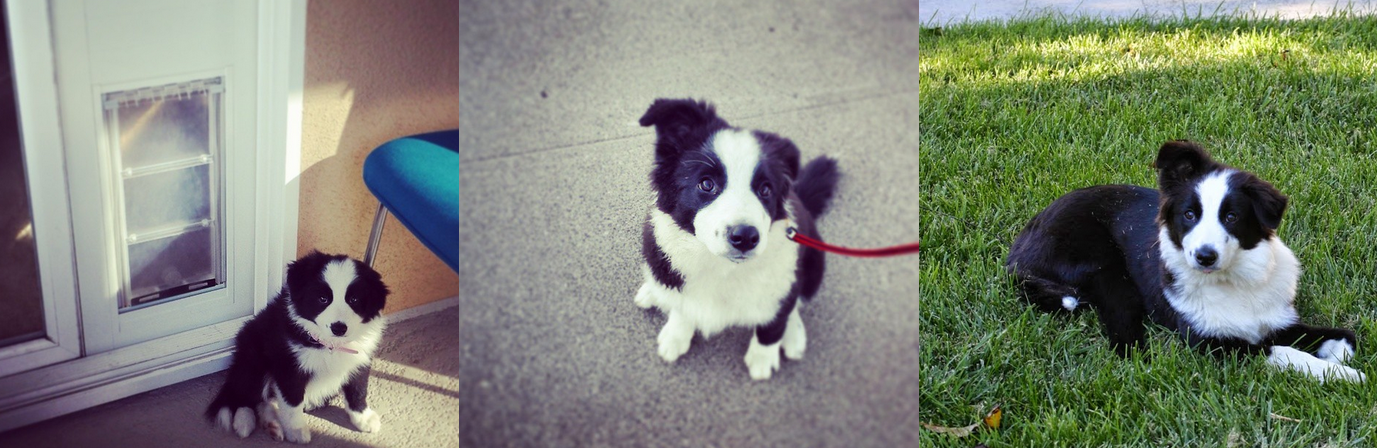 How Big Will My Puppy Grow? Accurate Predictions for Adult Dog Size
