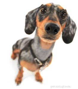 Office Puppy Diaries Vol. 4: Mastering Mealtime Manners—Stop Your Dog from Begging
