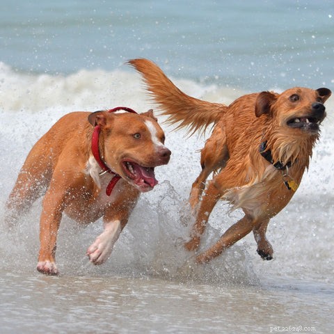 Office Puppy Diaries Vol. 3: When and How Safely Introduce Puppies to Other Dogs