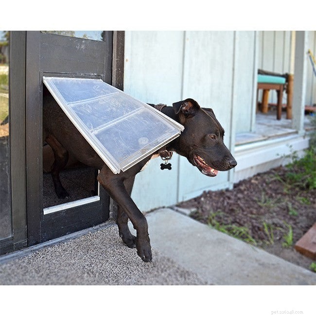 3 Key Reasons Your Pet Won’t Use Your Pet Door (And How to Fix It)