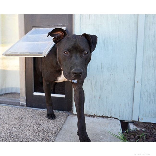 Raw vs. Vegetarian Dog Foods: A Guide to Healthy Homemade Diets