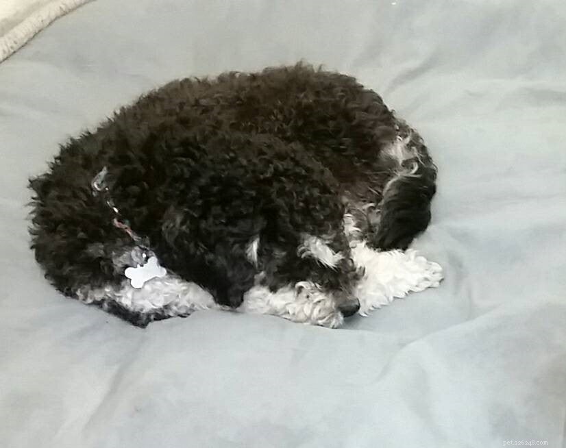 8 Unusual Dog Sleeping Positions Explained: What They Reveal About Your Pet