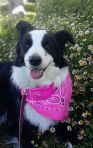 Why Dogs Are the Ideal Running Partners