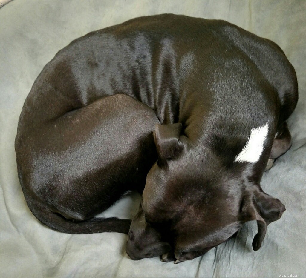 8 Unusual Dog Sleeping Positions Explained: What They Reveal About Your Pet