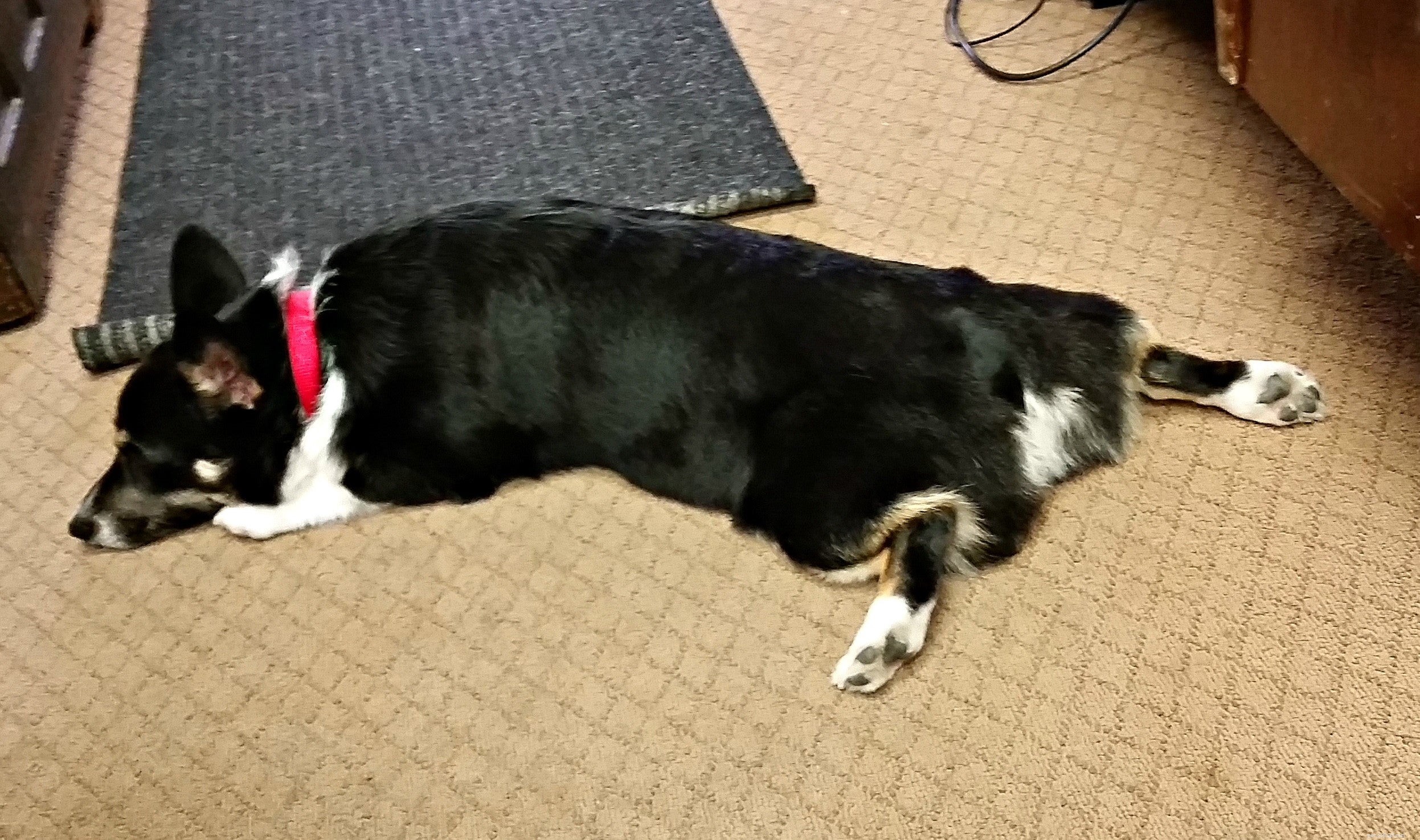 8 Unusual Dog Sleeping Positions Explained: What They Reveal About Your Pet