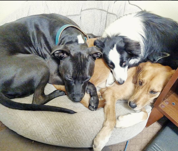 8 Unusual Dog Sleeping Positions Explained: What They Reveal About Your Pet
