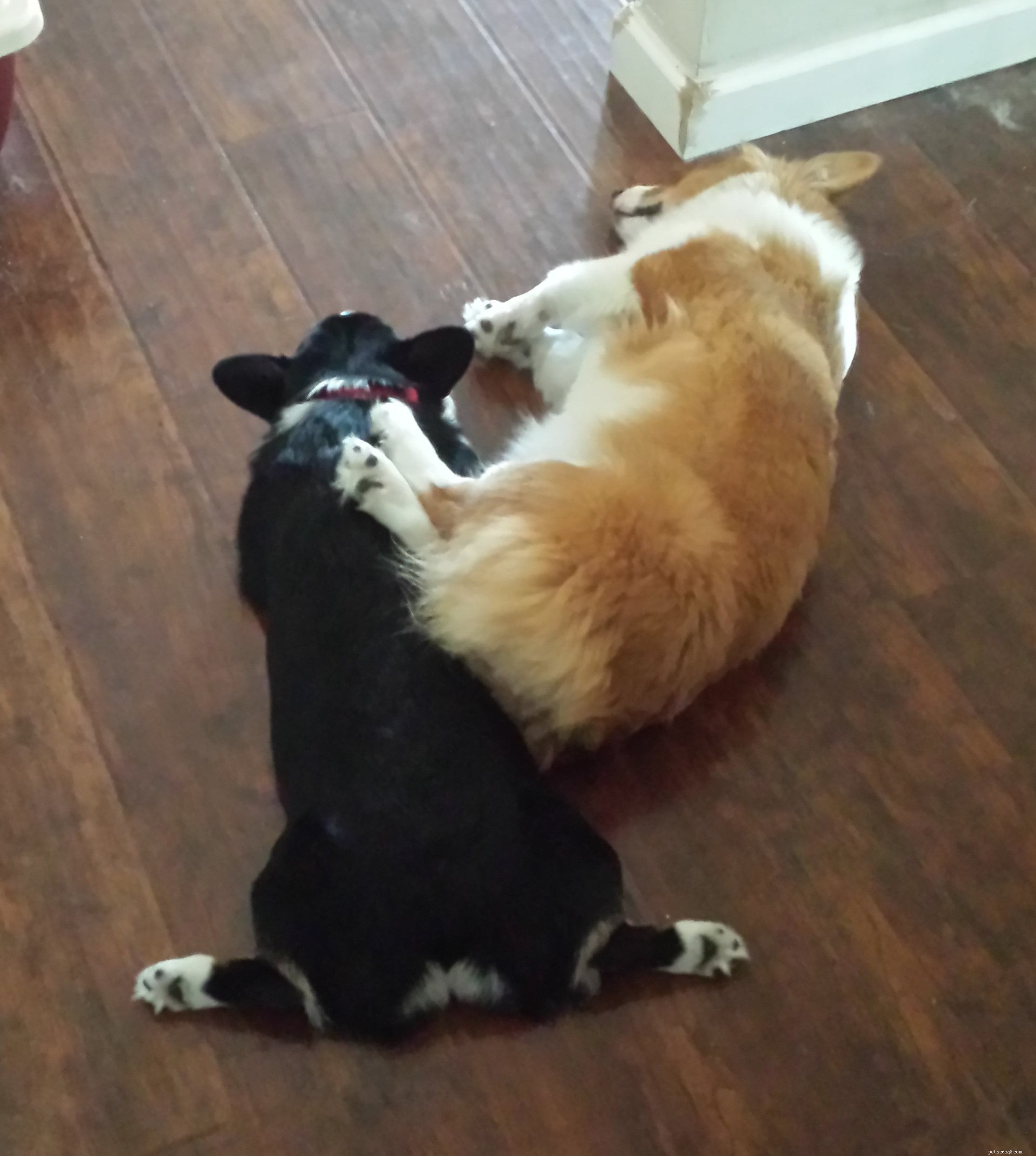 8 Unusual Dog Sleeping Positions Explained: What They Reveal About Your Pet