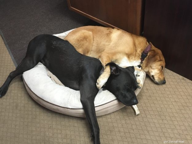 8 Unusual Dog Sleeping Positions Explained: What They Reveal About Your Pet