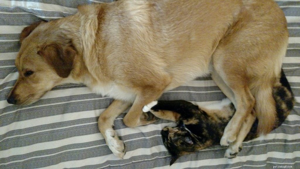 8 Unusual Dog Sleeping Positions Explained: What They Reveal About Your Pet