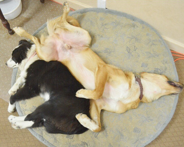 8 Unusual Dog Sleeping Positions Explained: What They Reveal About Your Pet