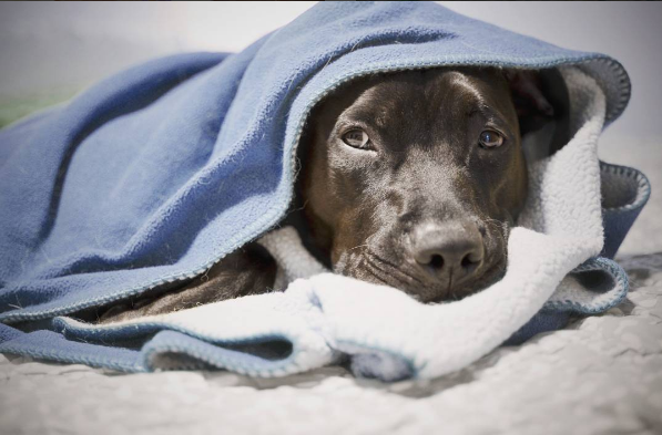 8 Unusual Dog Sleeping Positions Explained: What They Reveal About Your Pet