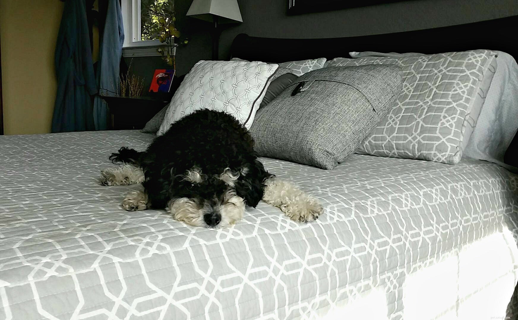 8 Unusual Dog Sleeping Positions Explained: What They Reveal About Your Pet